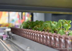 De stekken in geplaatst in de speciale houdertjes.